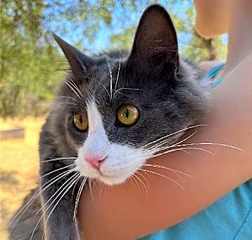 Photo of Smokey