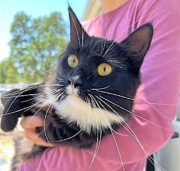 Photo of Oreo