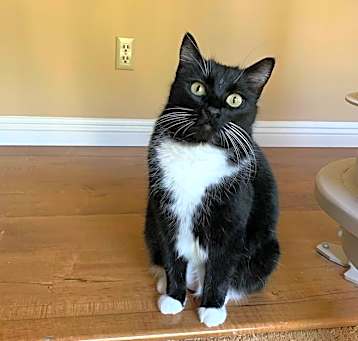 Photo of Monkee