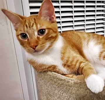 Photo of Squeakers (bonded to Cuddles)