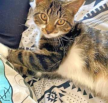 Photo of Maximus (Max)