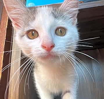 Photo of Silvie