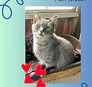 Photo of Sterling - Lovey