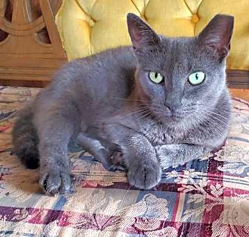 Photo of Opal