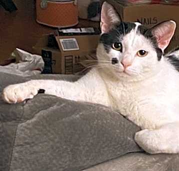 Photo of Oliver