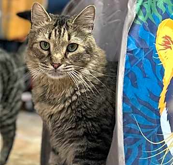 Photo of GYPSY