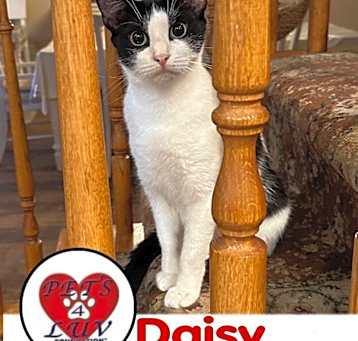 Photo of Daisy/Bella Meadow