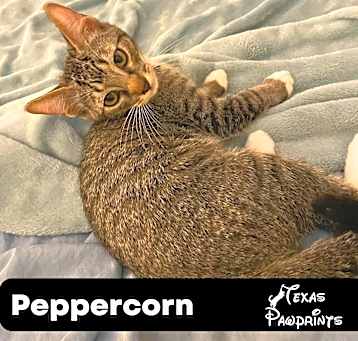 Photo of Peppercorn