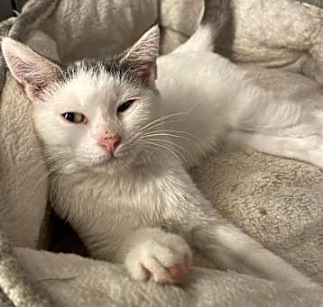 Photo of Luna