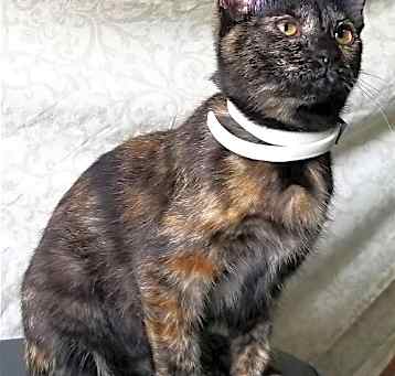 Photo of LITTLE MISS SPARKLES