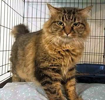 Photo of Ornella (FIV+)