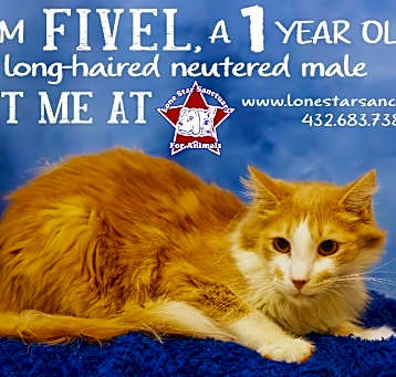 Photo of Fivel