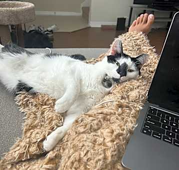 Photo of Callie