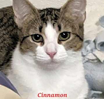 Photo of Cinnamon