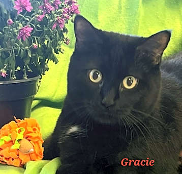 Photo of Gracie