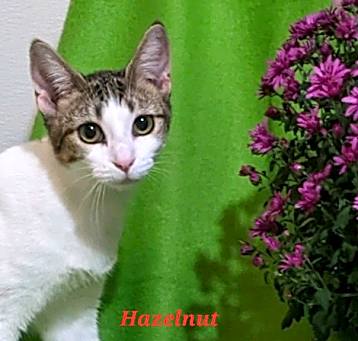 Photo of Hazelnut