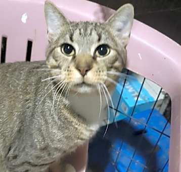 Photo of Harvey
