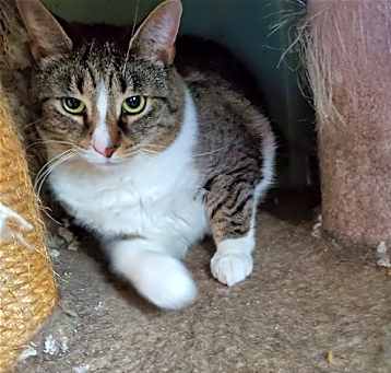 Photo of Cats