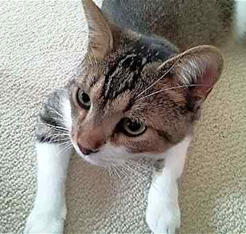 Photo of Frankie