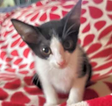 Photo of Caoimhe