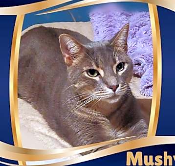 Photo of Mushy