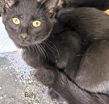 Photo of Billy
