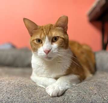 Photo of Mr. Pumpkin