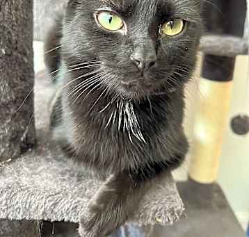 Photo of Luna