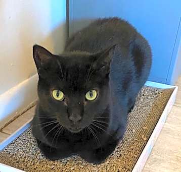 Photo of Ebony