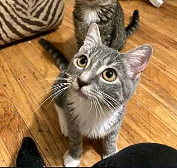 Photo of Anise