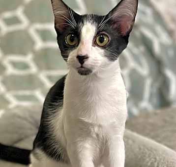 Photo of Simon