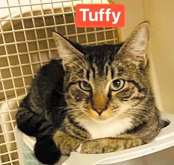 Photo of Tuffy