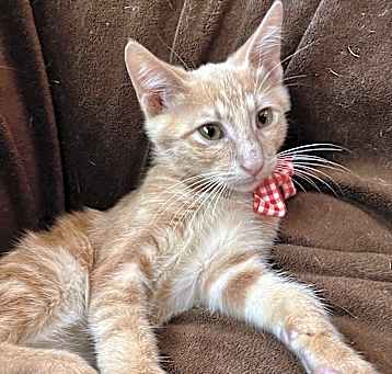Photo of Tangerine