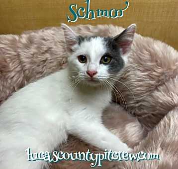Photo of Schmoo