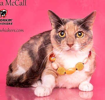 Photo of MELISSA McCALL