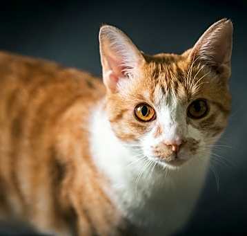 Photo of Owen