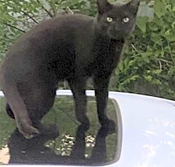 Photo of MIJO (COURTESY POST)