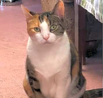 Photo of Diva