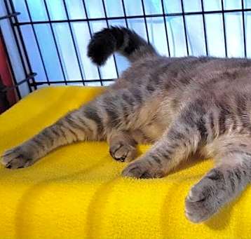 Photo of Stormy