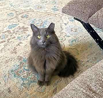 Photo of Stella
