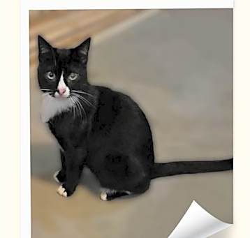 Photo of OREO
