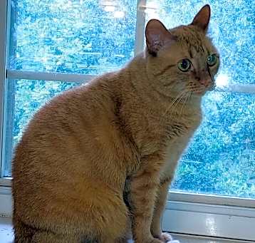 Photo of Sadie