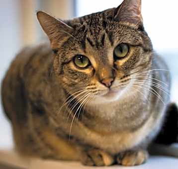 Photo of Willow