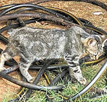 Photo of Cyd Feral