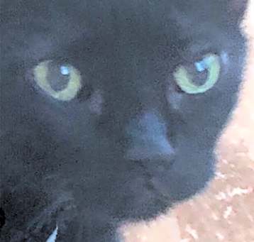 Photo of Willow