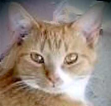 Photo of TUTULI