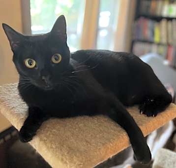 Photo of Onyx