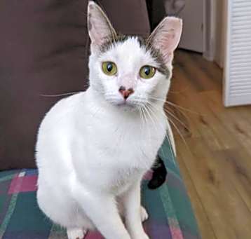Photo of Athena