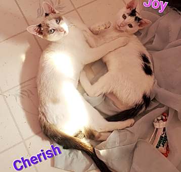 Photo of Cherish & Joy
