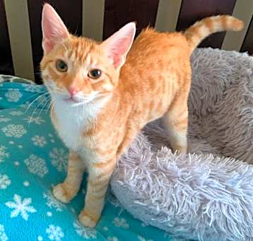 Photo of Waffles (bonded to Smokey)